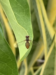 Toxomerus pulchellus