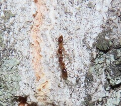 Nylanderia jaegerskioeldi