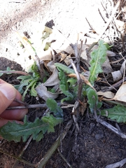 Mantisalca salmantica