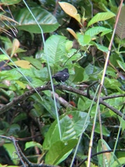 Sporophila corvina