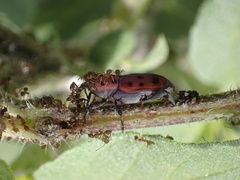 Rhodobaenus