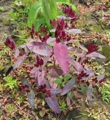 Hypericum virginicum