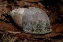 Megalobulimus