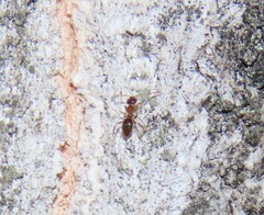 Nylanderia jaegerskioeldi