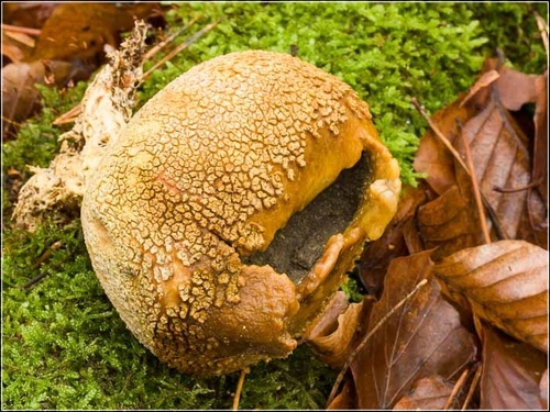 Scaly Earthball