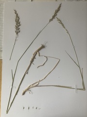 Arrhenatherum elatius
