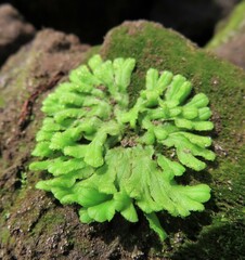 Ricciaceae