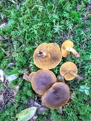 Cortinarius malicorius