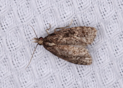 Platynota exasperatana