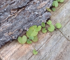 Dichondra carolinensis
