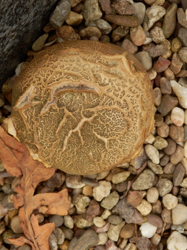 Scaly Earthball