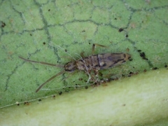 Entomobrya katzi