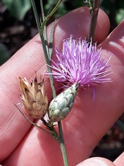 Mantisalca salmantica