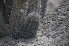 Haageocereus acranthus