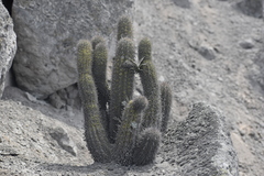 Haageocereus acranthus