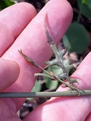 Mantisalca salmantica