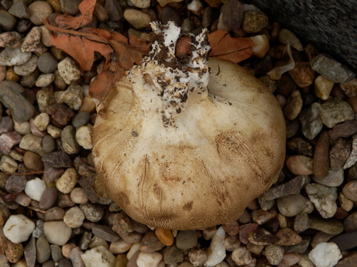 Scaly Earthball