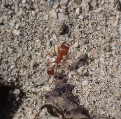 Pogonomyrmex californicus