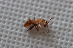Camponotus variegatus