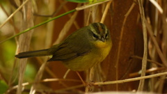 Basileuterus culicivorus