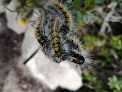 Bombycomorpha bifascia
