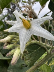 Solanum stellatiglandulosum