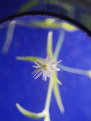 Stellaria longifolia