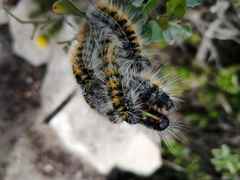 Bombycomorpha bifascia