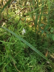 Stellaria longifolia
