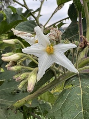 Solanum stellatiglandulosum