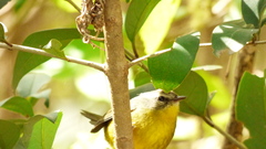 Basileuterus culicivorus