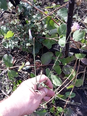 Mantisalca salmantica