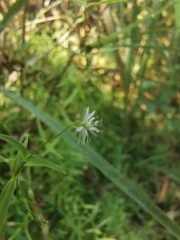 Stellaria longifolia