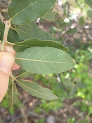 Quercus arizonica