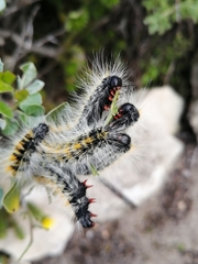 Bombycomorpha bifascia