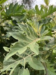 Solanum stellatiglandulosum