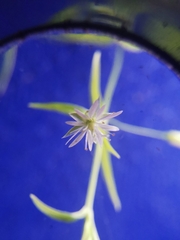 Stellaria longifolia