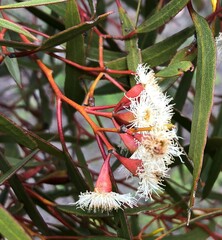 Eucalyptus calycogona