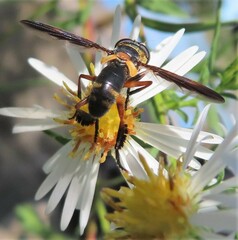 Trichopoda plumipes