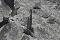Trichocereeae
