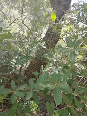 Quercus arizonica