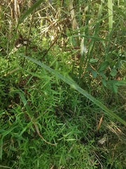 Stellaria longifolia