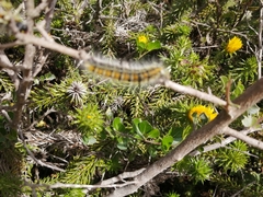 Bombycomorpha bifascia