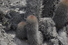Trichocereeae