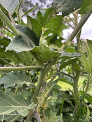 Solanum stellatiglandulosum