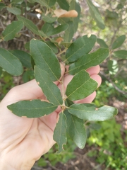Quercus arizonica