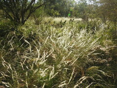 Digitaria californica