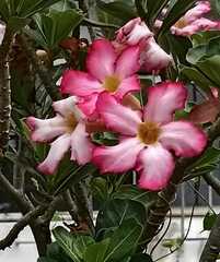Adenium