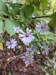 Symphyotrichum retroflexum
