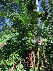 Heliconia pogonantha